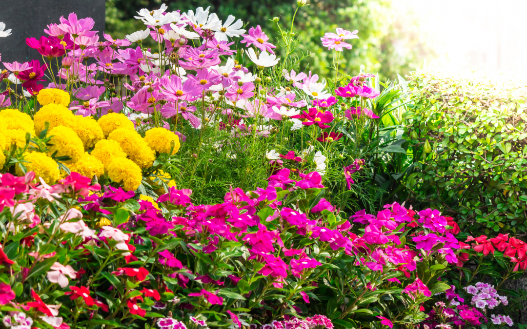 5 Plants to Add Color & Fun to Your Garden This Spring