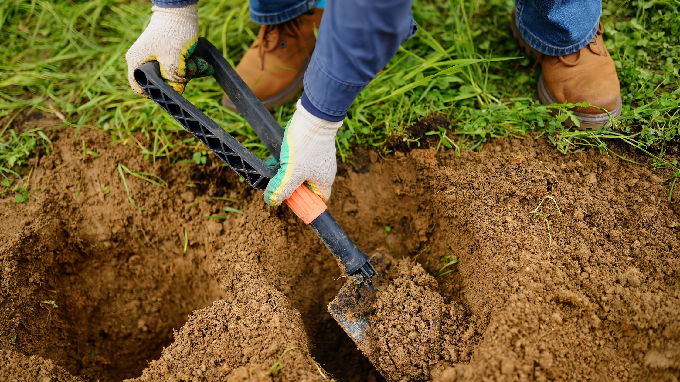 Best Plants for Cold Weather Gardening