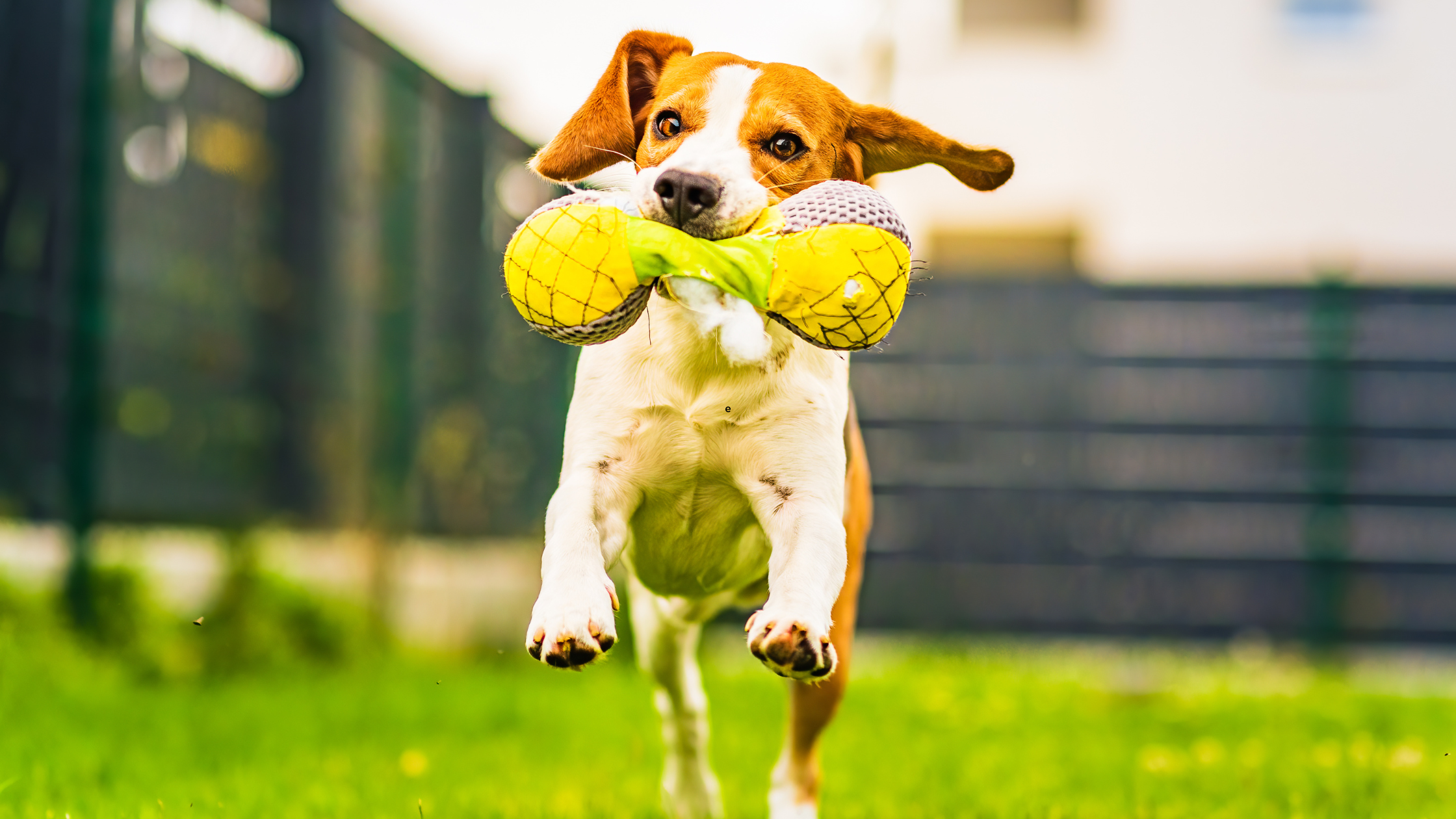 Designing Pet-Friendly Landscaping for Your Furry Friends
